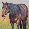 cowgirlrock97